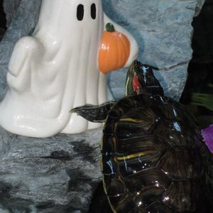 Meet your Posher, Jane